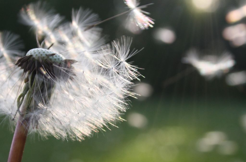 Día 15 de junio: Día Global del Viento