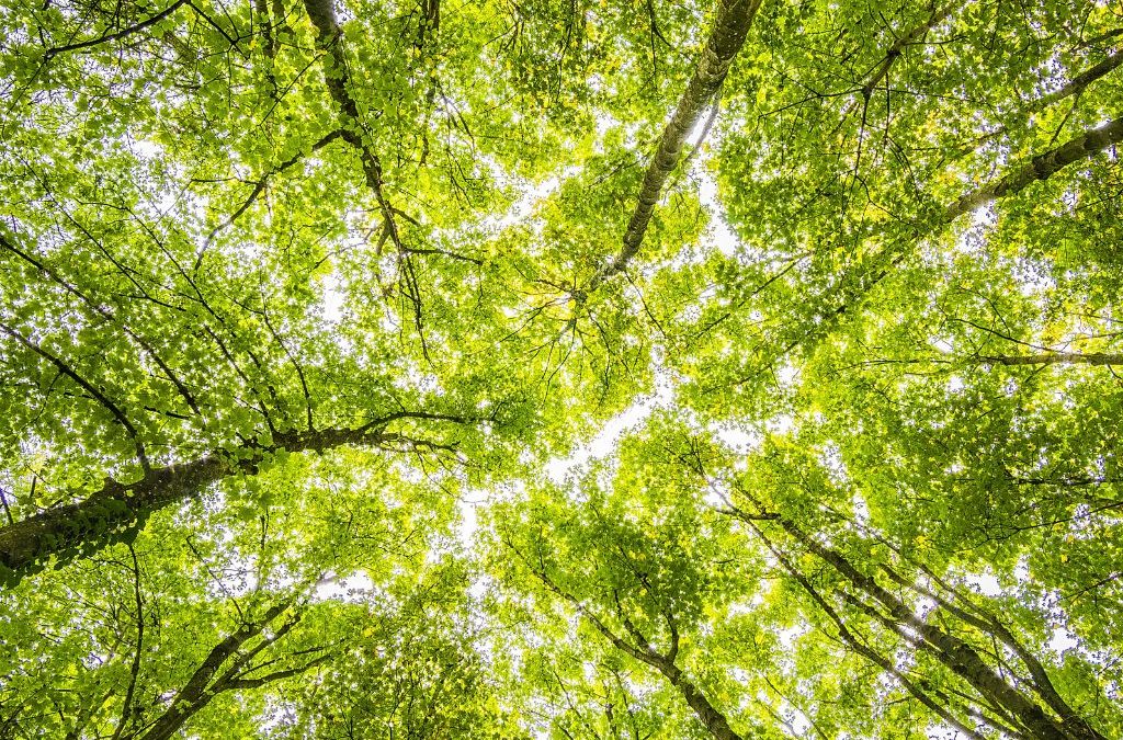 Día 22 de junio: Día Internacional de los Bosques Tropicales