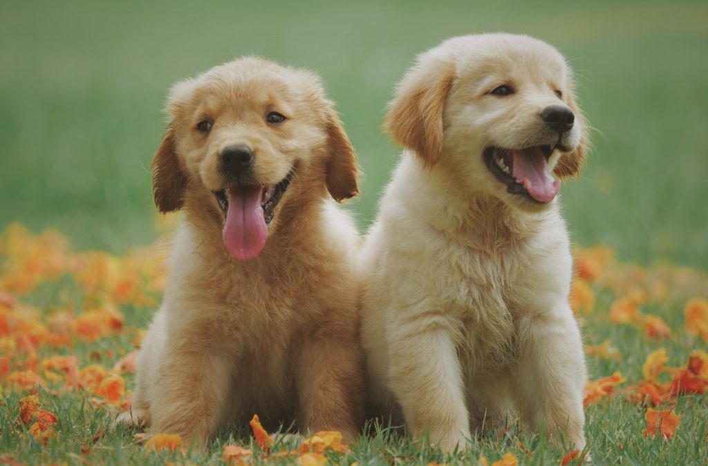 Día 21 de julio: Día Mundial del Perro