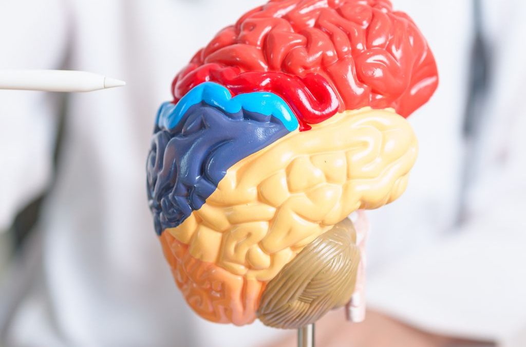 Día 22 de julio: Día Mundial del Cerebro