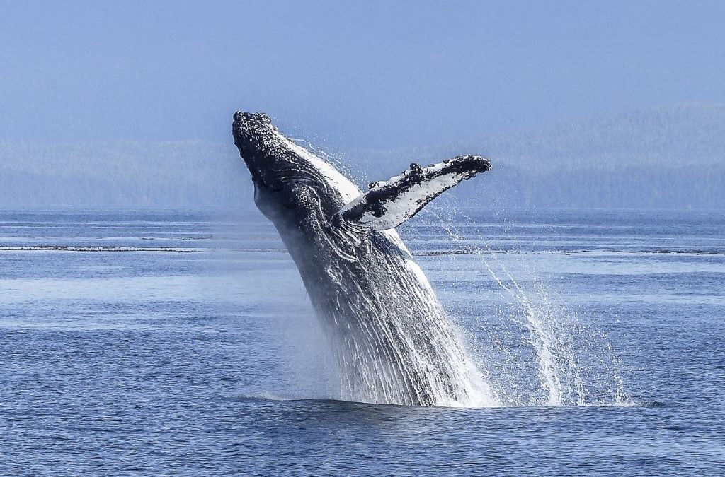 Día 23 de julio: Día Mundial de las Ballenas y los Delfines