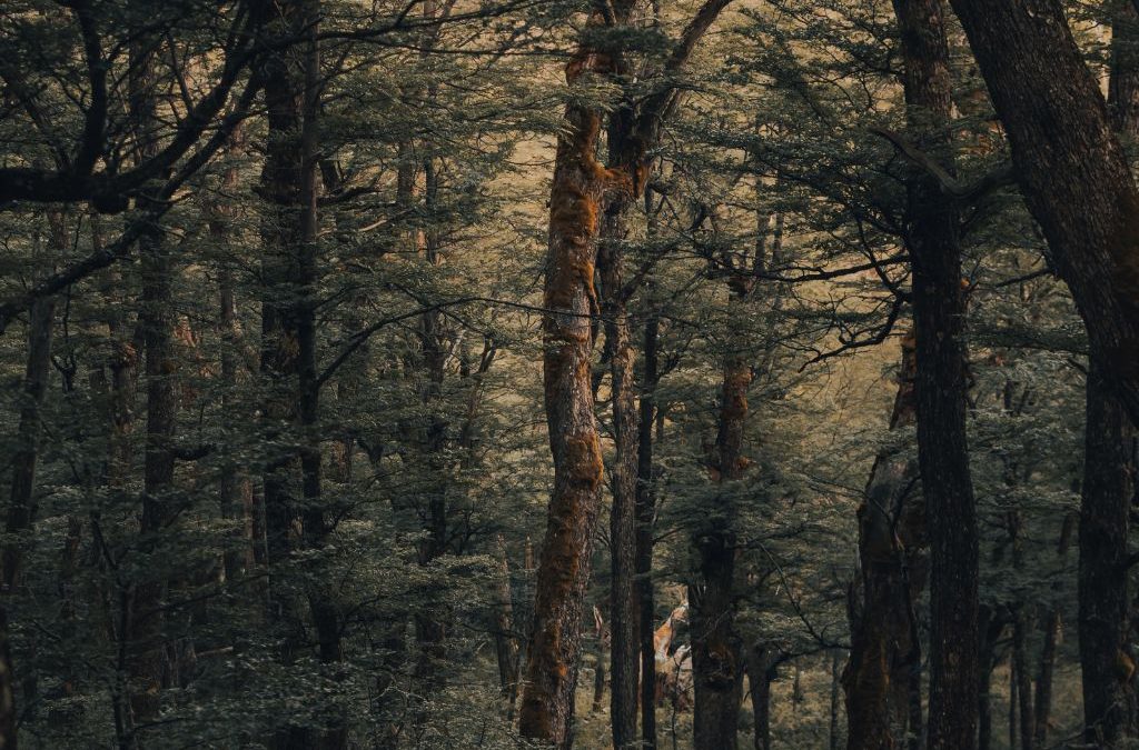 Día 31 de julio: Día Mundial de los Guardas Forestales