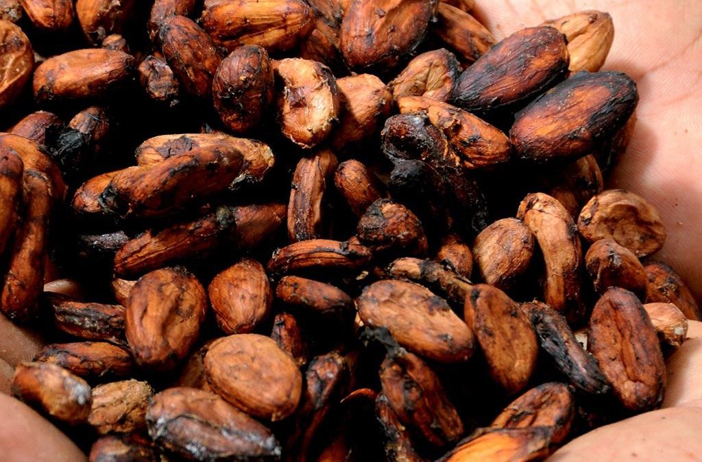 Día 7 de julio: Día Mundial del Cacao