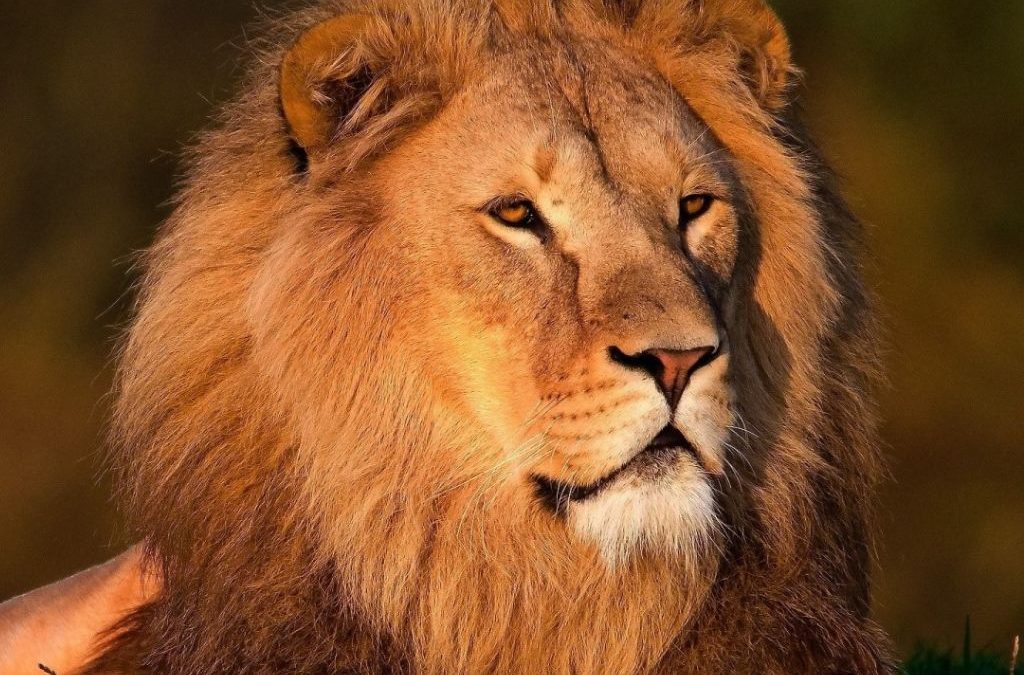 Día 10 de agosto: Día Mundial del León