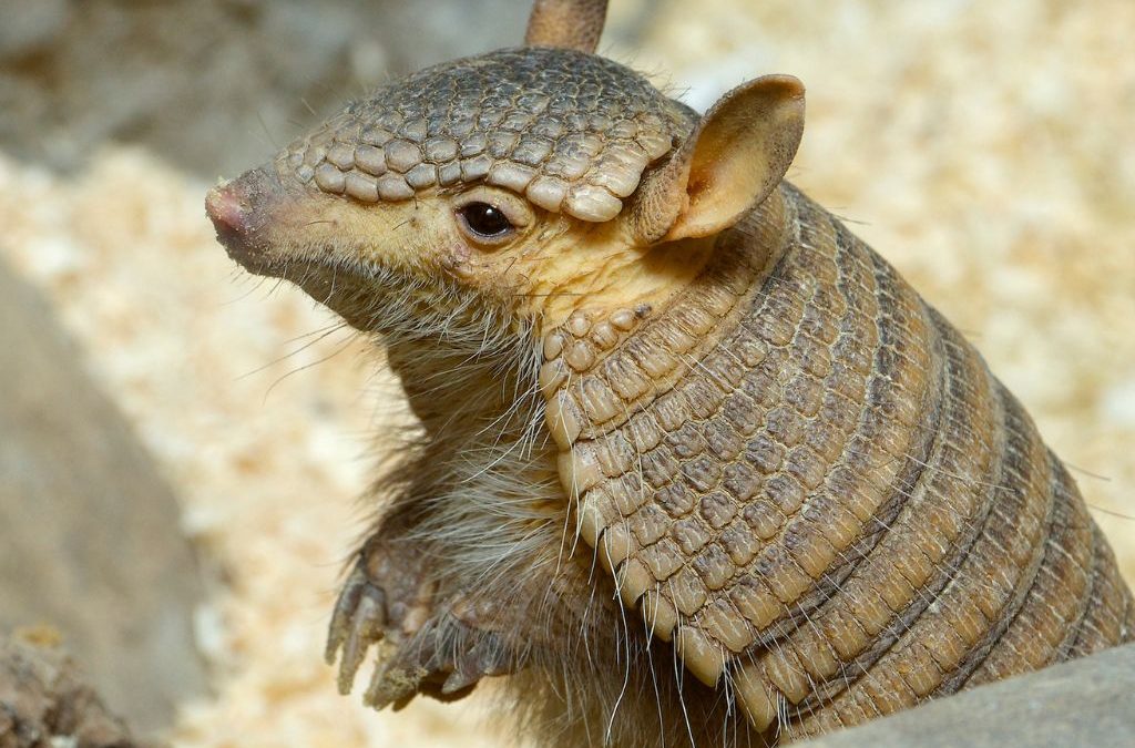 Día 13 de agosto: Día Internacional del Armadillo