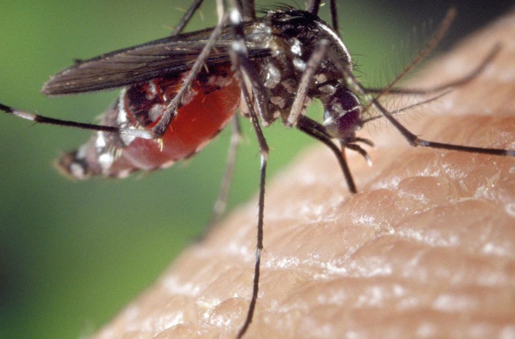 Día 20 de agosto: Día Mundial del Mosquito