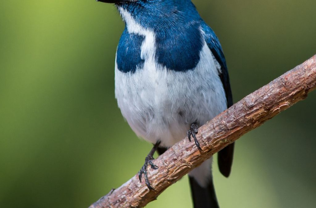 Día 12 de octubre: Día Mundial de las Aves Migratorias