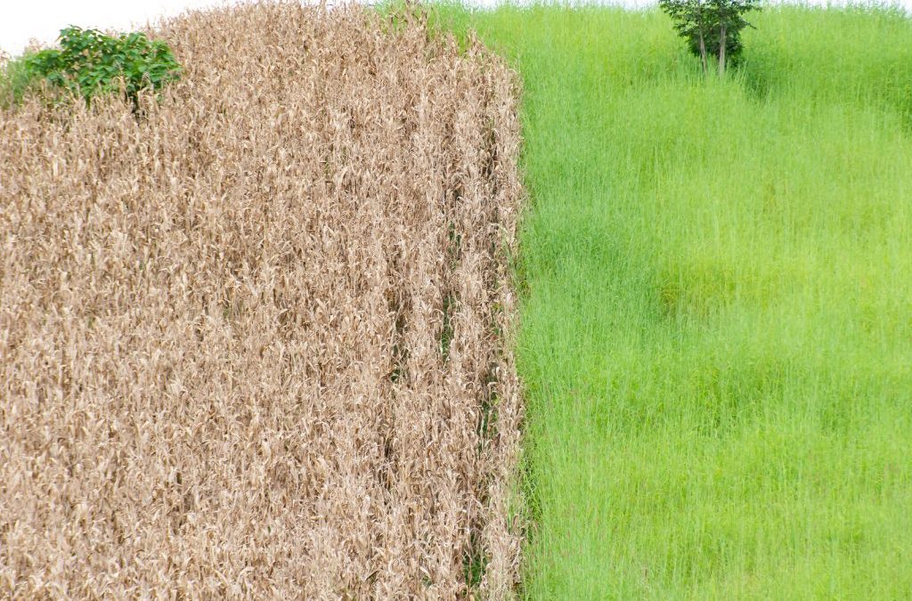 Día 24 de octubre: Día Internacional contra el Cambio Climático