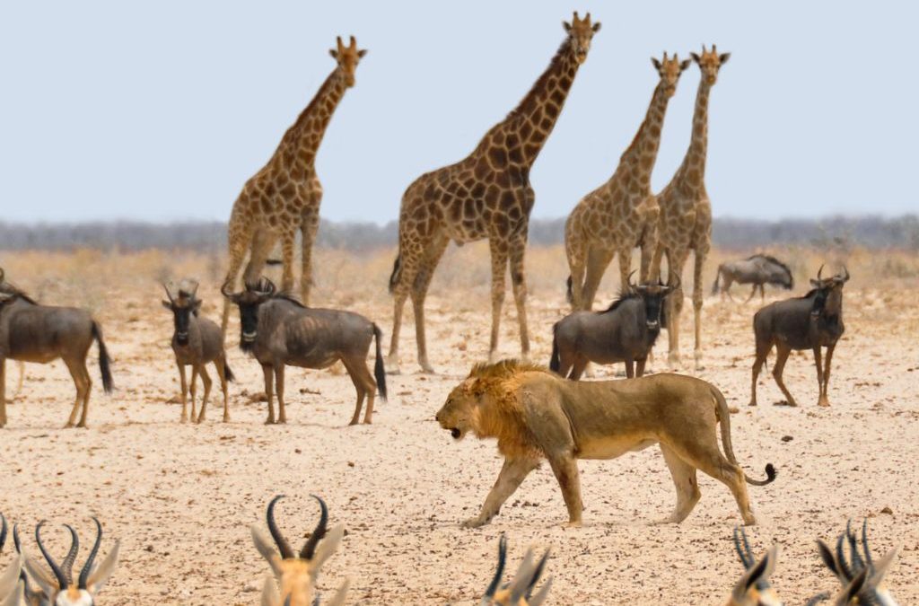 Día 4 de octubre: Día Mundial de los Animales