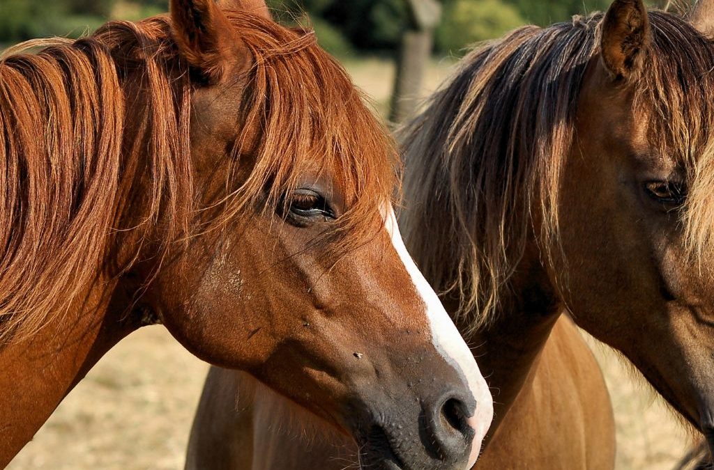 Día 17 de enero: Día Mundial de Bendecir a los Animales