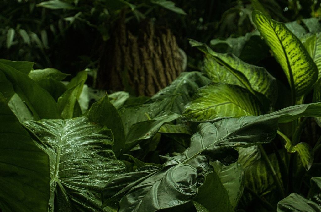 Día 30 de enero: Día Mundial de las Enfermedades Tropicales Desatendidas