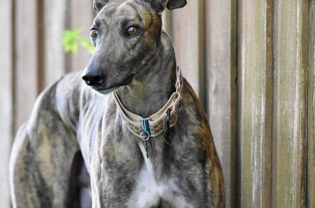Día 1 de febrero: Día Mundial del Galgo