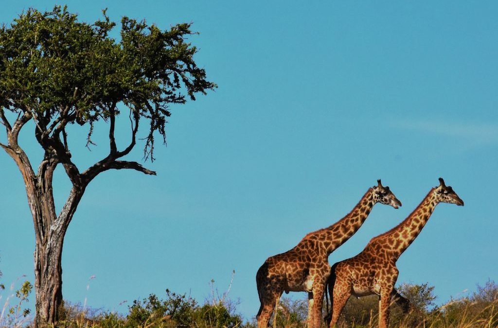 Día 5 de mayo: Día Mundial del Patrimonio Africano